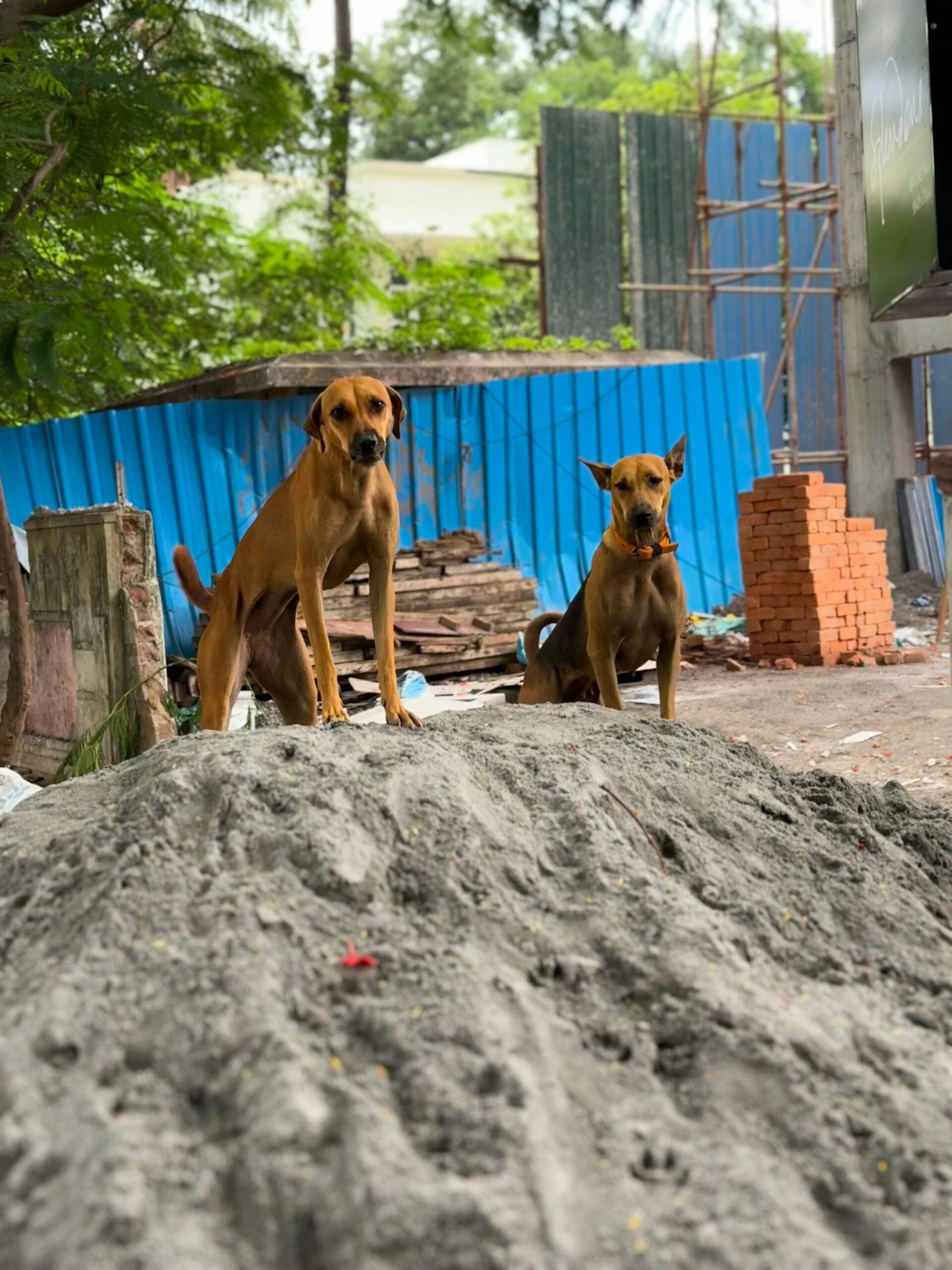 arvind-mahesh-BbyfcRlAZi0-unsplash