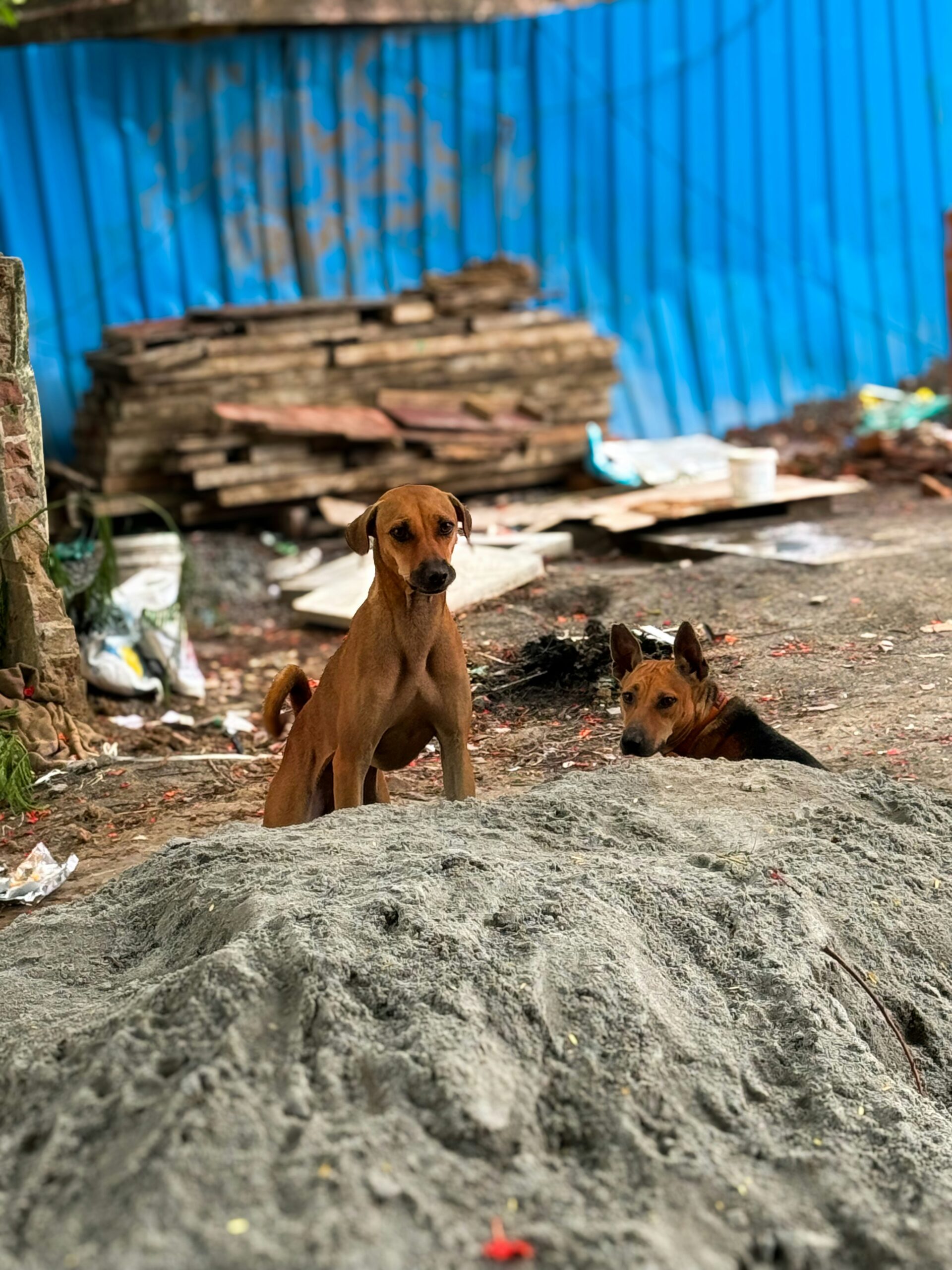 arvind-mahesh-SlRa-sHGuC4-unsplash