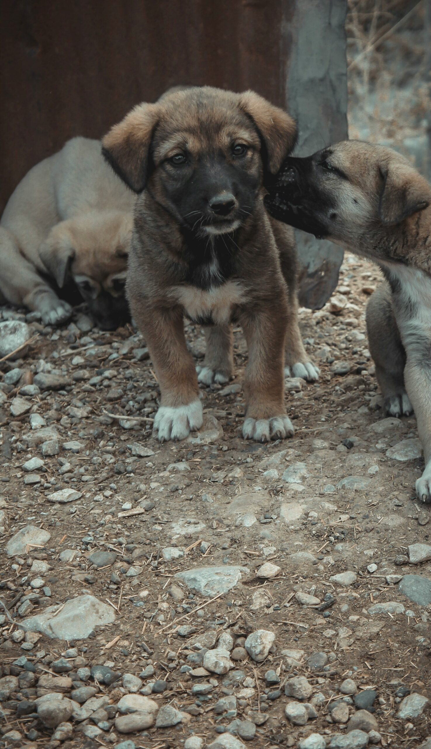 awar-kurdish-d58jzyLuBnw-unsplash