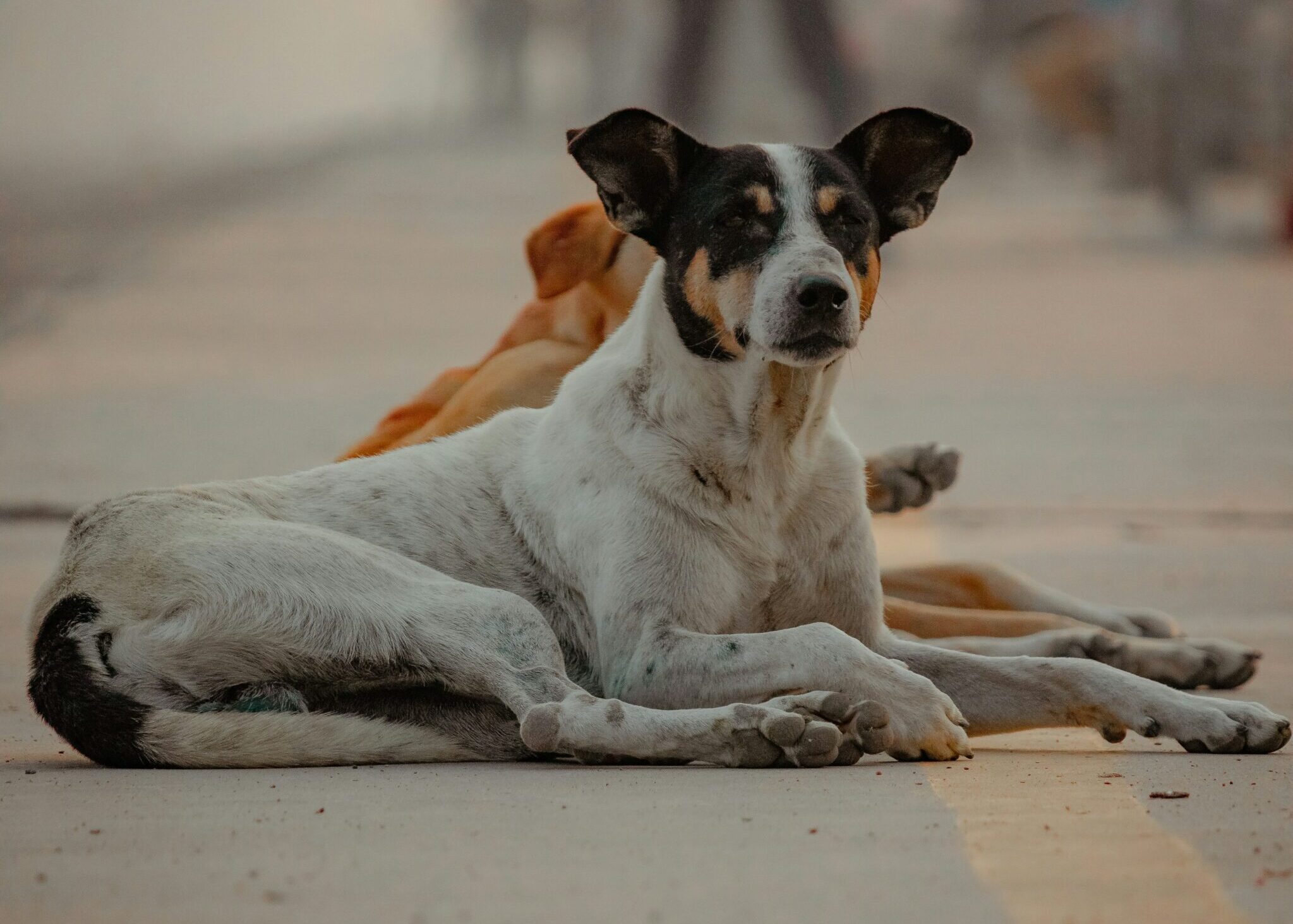 brajendra-singh-oQ_UTevNTzY-unsplash